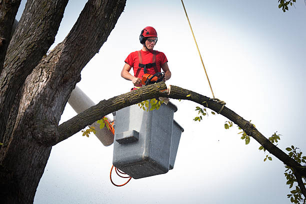 Best Arborist Services Near Me  in Colonial Heights, TN